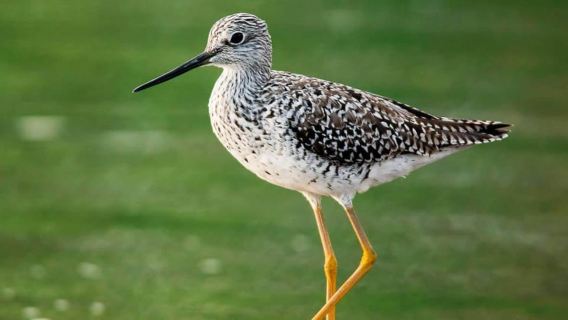 Manuel Antonio: Damas Island Mangrove Boat Tour with Lunch