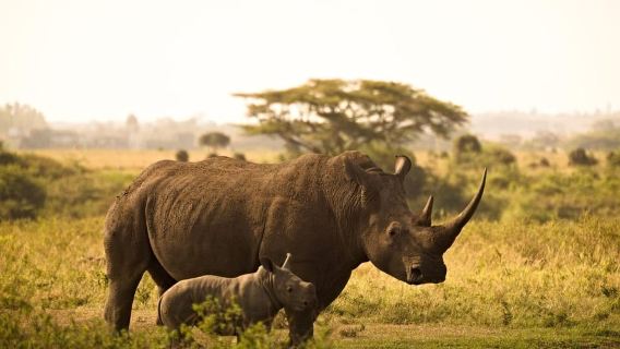 Nairobi National Park Morning Private Half-Day Game Drive.