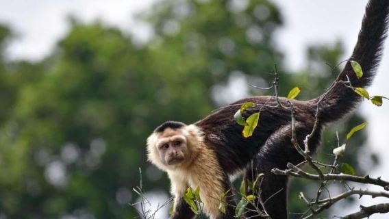 Puerto Maldonado: Kayak Tour +Monkey Island for 1-Day