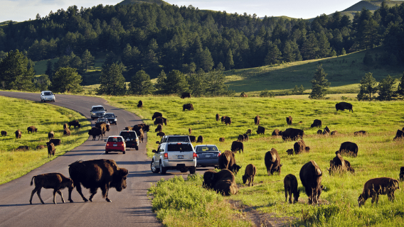 From Rapid City: Mt Rushmore-Crazy Horse-CSP Wildlife Loop