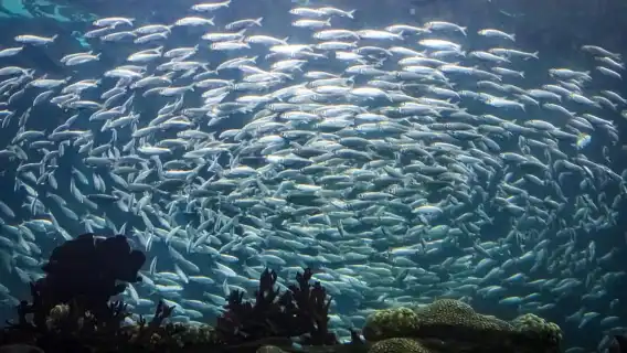 The Florida Aquarium Ticket