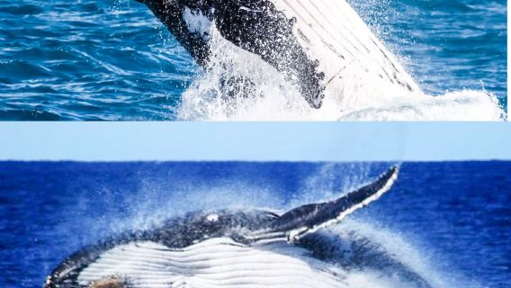 Giornata selvaggia nell'oceano all'Isola di Moreton di Brisbane, Australia: snorkeling, avvistamento balene e cocktail al tramonto