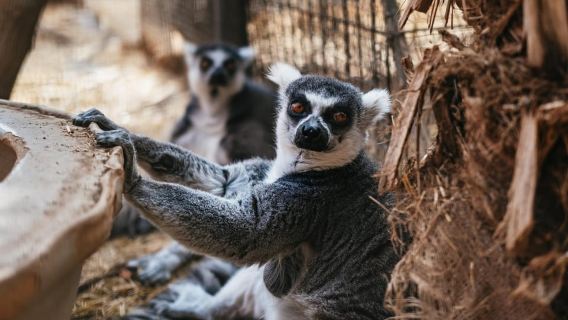 Agüimes: Cocodrilo Park Zoo Entry Ticket
