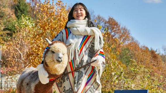Chuncheon + Nami Island Day Tour (Alpaca World/Petite France/Alpaca World)