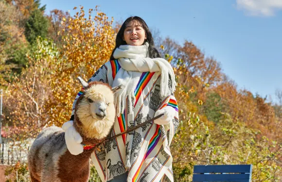 春川南怡島一日遊【羊駝樂園+南怡島+鐵道單車】