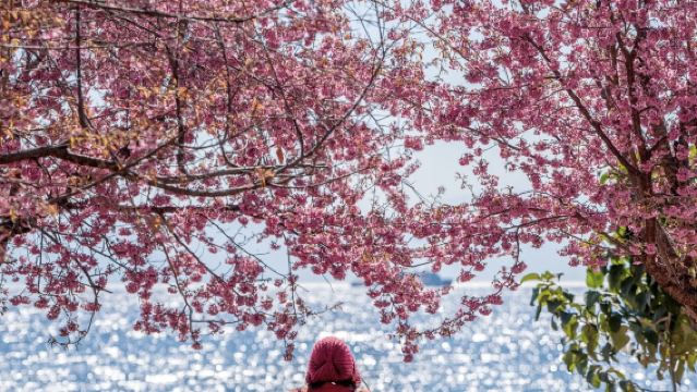 玉溪撫仙湖+祿充風景區+粉紅沙灘一日遊【特色銅鍋魚+多組合】