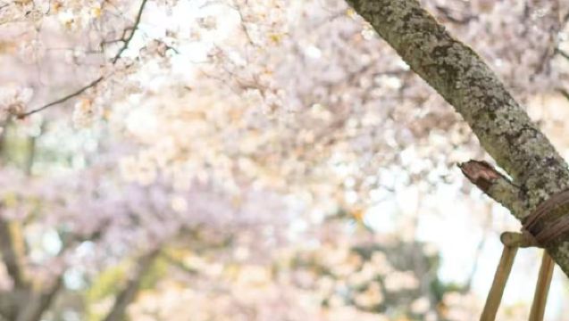 Lawatan sehari panorama Gion + Nara di Kyoto, Jepun, memberi makan rusa kecil, pilihan pengangkutan hotel untuk kumpulan kecil 6 orang