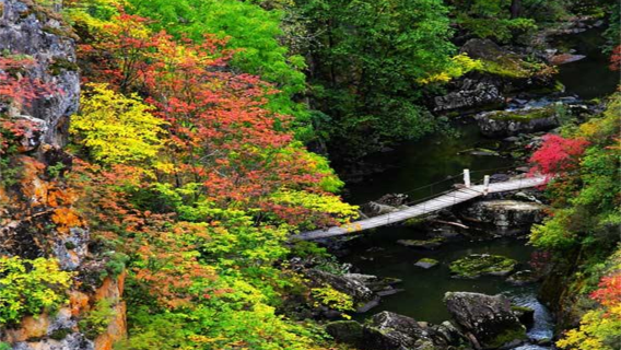 哈爾濱+伊春+湯旺河石林+恐龍地質公園+五營森林公園一日遊