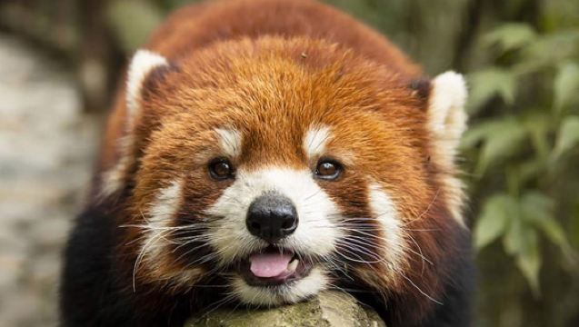 1-7 person group tour without reservation required | 1-day tour to Dujiangyan Scenic Area + Panda Valley