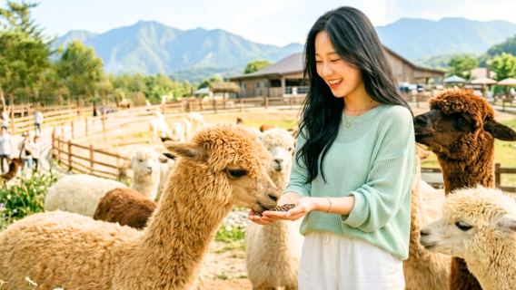 Best-selling 1-day tour/private tour - Alpaca world x Nami island x Gangchon rail park