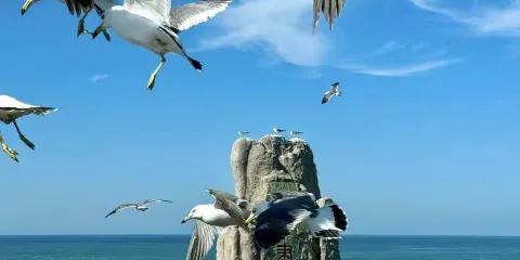 威海成山頭風景名勝區+擱淺貨輪布魯維斯號+海草房+那香海丨可選海驢島一日遊