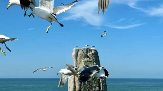 1-day tour to Weihai Cheng Shan Tou, Blueways shipwreck, Seaweed House and Narxiang beach (optional Hai Lv Dao)