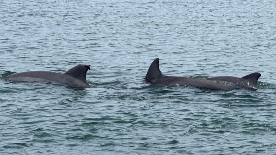 Daytona Beach: 3 Hour Coastal Discovery Boat Cruise