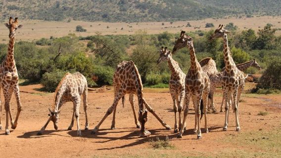 From JNB: Pilanesberg Safari incl. Lunch Full day
