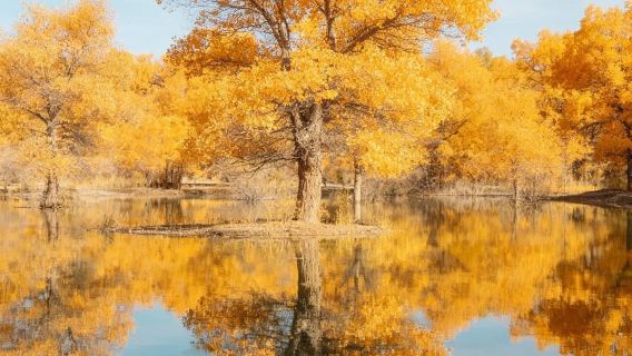 Zhangye pergi-balik Jinta Hutan Poplar lawatan sehari|sewaan peribadi berjumpa dongeng emas