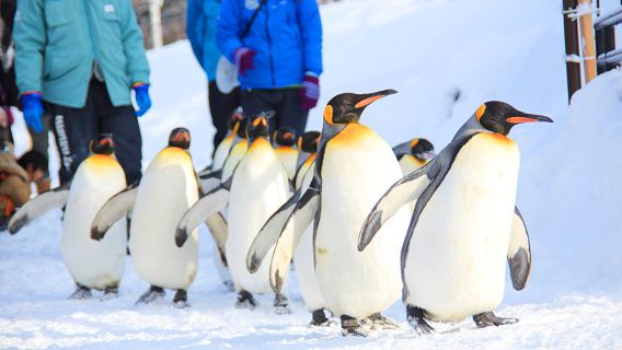 Excursión de un día al Zoológico de Asahiyama en Hokkaido y a las colores de las cuatro estaciones en Shikisai no Oka con nieve, incluye entrada al zoológico.