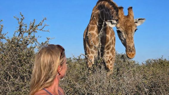 Addo Wildlife -kokemus: Kirahvikävely ja safariajelu