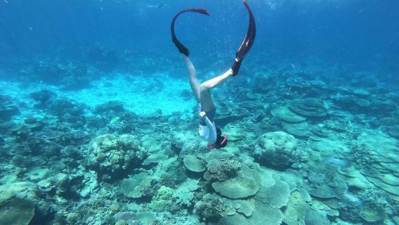 沙巴美人魚島+Kawa紅樹林|水上設施+長鼻猴/螢火蟲+午餐