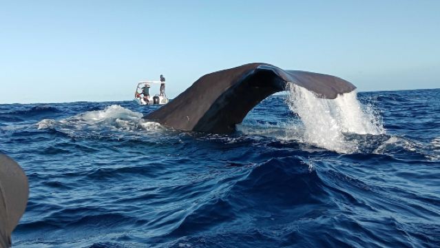 モーリシャス スピードボートでクジラ＆イルカ追跡＋ベ・デュ・カップ＋グリグリビーチ＋ポン ナチュレル ワンデーツアー