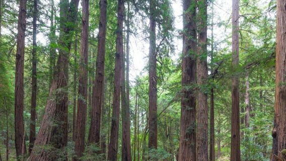 Au départ de San Francisco : excursion d'une demi-journée dans la forêt de Muir, visite de Sausalito et croisière dans la baie