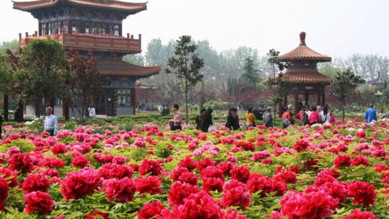[12 April Festival Antarabangsa Peony - Heze Shandong] Menikmati bunga peony + Bandar Lama Caozhou + Jalan Komersial