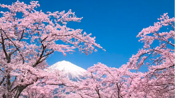 靜岡