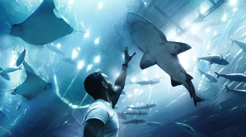 From Dubai Shared Tour: Abu Dhabi Seaworld & Grand Mosque Tour Day Tours 1