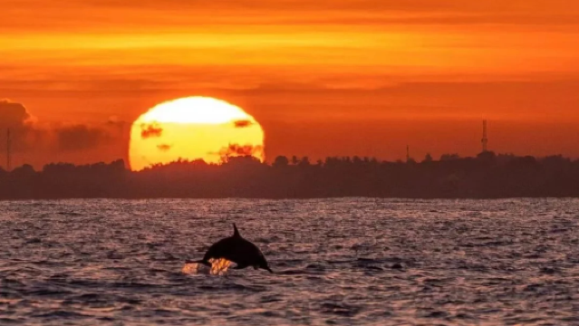 バリ島ロビナ・ドルフィンチャイス ワンデーツアー 【セットメニューA:ドルフィンチャイス+ウルン ダヌ ブラタン寺院+善悪の門】