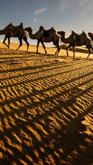 [Departing from Hohhot] Whistling Dune Bay Day Tour (Golden Sand Sea, Listen to the Voice of the Earth)