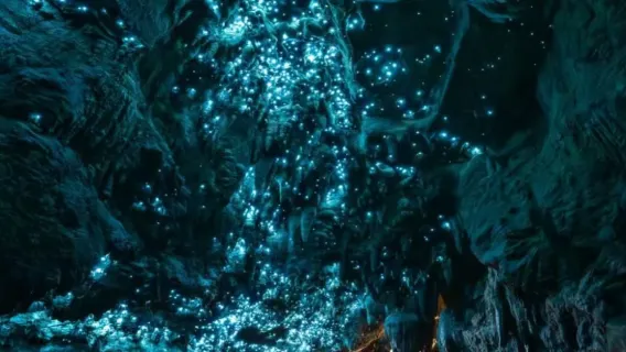 黃金海岸春溪螢火蟲夜遊（自然橋）普通話團