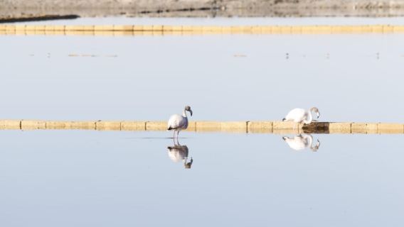 Saline di Trapani: 2h 30min Salt Tour