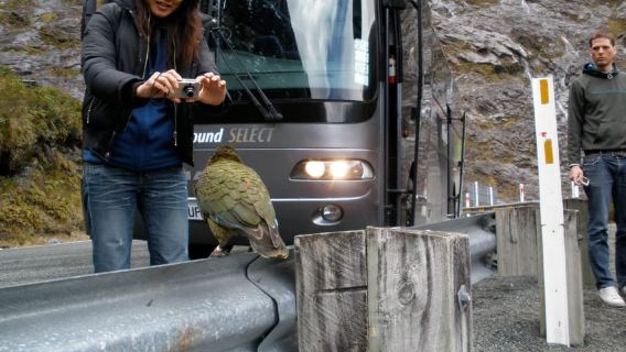 Excursion d'une journée et croisière premium à Milford Sound au départ de Te Anau