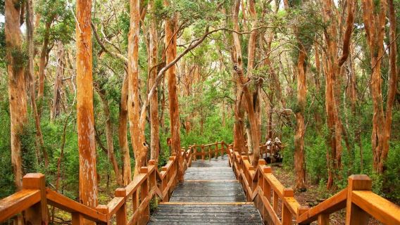 Bariloche: Victoria Island und Arrayanes Forest Navigation