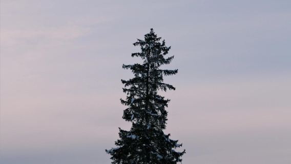 日本北海道旭川美瑛｜白鬚瀑布｜孤獨聖誕樹｜札幌往返｜中文專車