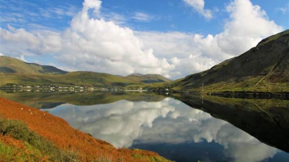 Vorführung zum Hüten von Schäferhunden auf einer Schaffarm. Galway. Geführt.