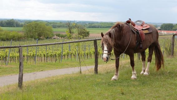 Firenze: Passeggiate a cavallo, degustazione di vini e corso di cucina