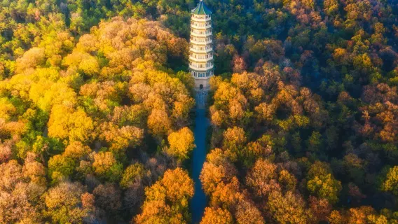 [Autunno a Nanchino] Mausoleo Ming Xiaoling + Tempio Linggu + [La montagna viola (Zijin Shan)]