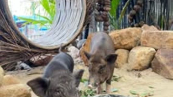 Sonnenuntergangs-Schnorcheln und Ausflug zur Schweineinsel von Koh Samui