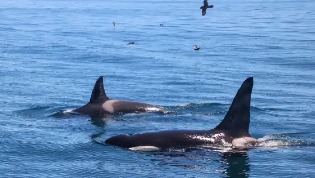 ทัวร์ล่องเรือชมปลาวาฬและโลมาในโอ๊คแลนด์ นิวซีแลนด์ การเดินทางเพื่อค้นพบปลาวาฬและโลมา