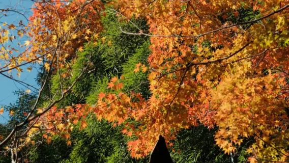 Private guide service at Moganshan Scenic Area