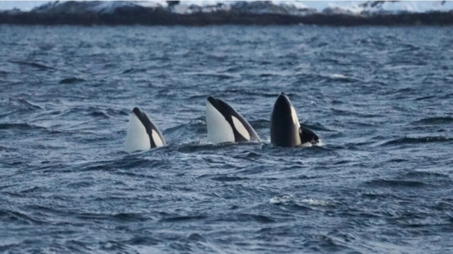 Whale Watching Tour in Tromso Fjords, Norway (Guide + Catamaran Cruise + High Chance of Sighting or 