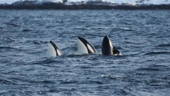 Whale Watching Tour in Tromso Fjords, Norway (Guide + Catamaran Cruise + High Chance of Sighting or Come Again)