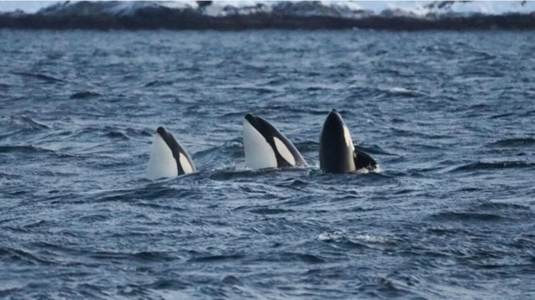 Tour di avvistamento balene nel fiordo di Tromso in Norvegia (guida + crociera in catamarano + alta probabilità di avvistamento o rimborso)