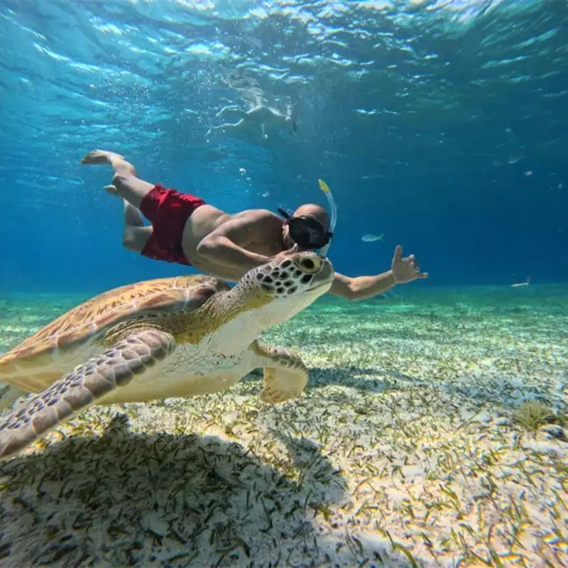 Tagesausflug mit Pferdereiten am Strand und Schnorcheln mit Schildkröten im Norden von Mauritius