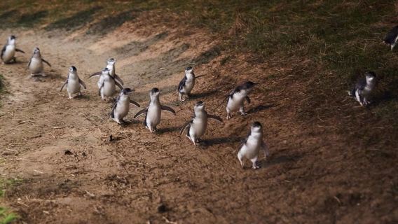 オーストラリア・フィリップ島+ムーンライト・サファリ・ワンデーツアー【ペンギン・パレード/カンガルー餌付け体験】