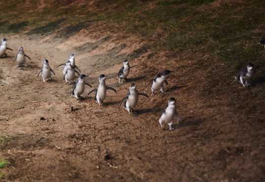 Australia Phillip Island + Moonlit Sanctuary Wildlife Park Day Tour [Penguin Parade/Kangaroo Feeding] AUD 161.12