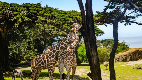 【美國舊金山包車】舊金山動物園+金門大橋+九曲花街+漁人碼頭