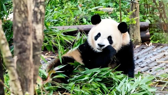 Perjalanan satu hari dengan sewa kendaraan pribadi ke Pusat Penangkaran Panda Chengdu, Gang Lebar dan Sempit, serta Jalan Kuno Jinli