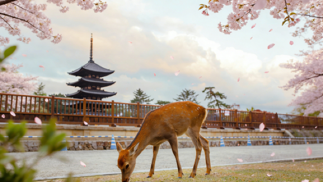京都・奈良・宇治ワンデーツアー|伏見稲荷大社&奈良公園&宇治平等院