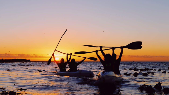 Experiência de caiaque com golfinhos na Cidade do Cabo - 2 horas